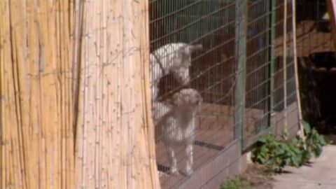 Los perros de una millonaria acaban en "la perrera de los horrores" 