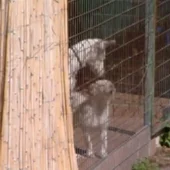 Los perros de una millonaria acaban en "la perrera de los horrores" Los perros de una millonaria acaban en "la perrera de los horrores"