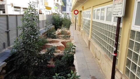 Vegetaci&oacute;n en las excavaciones arqueol&oacute;gicas del entorno del Mercado Central de Elche.
