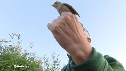 p&aacute;jaro identificado
