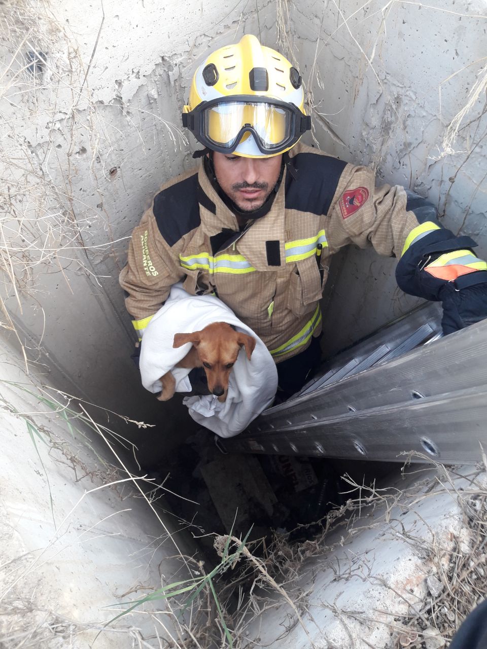 Los bomberos de Alicante rescatan a un perro que había caído a un pozo Los bomberos de Alicante rescatan a un perro que había caído a un pozo