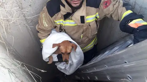 Perro rescatado El perro había caído a un pozo