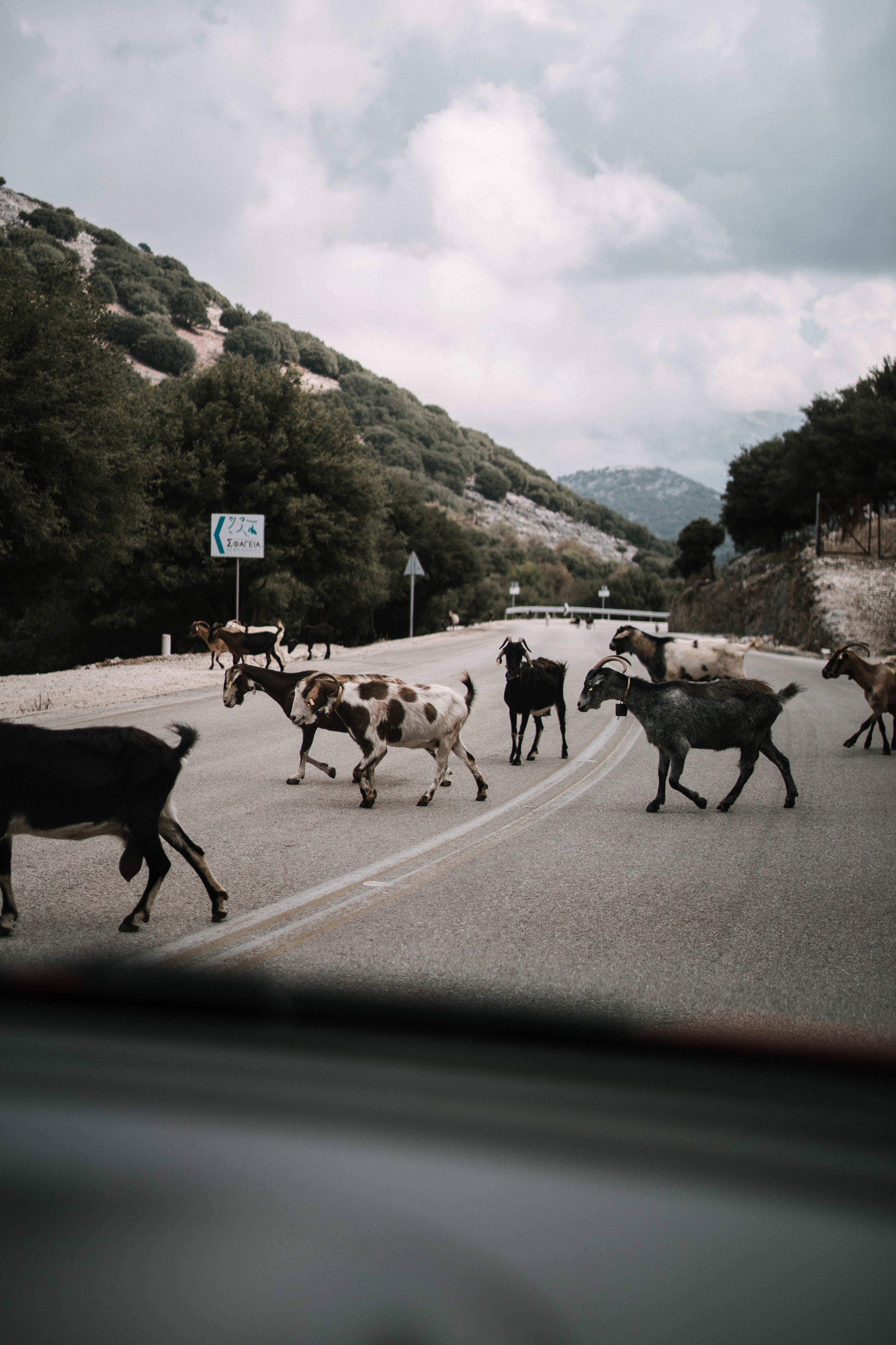 Castellón es la provincia de la Comunitat con mayor porcentaje de accidentes automovilísticos provocados por animales Castellón es la provincia de la Comunitat con mayor porcentaje de accidentes automovilísticos provocados por animales