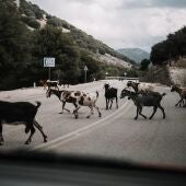Accidentes de tráfico con animales implicados