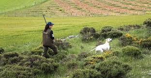 Hoy se abre el periodo de caza en Clm. Hoy se abre el periodo de caza en Clm.