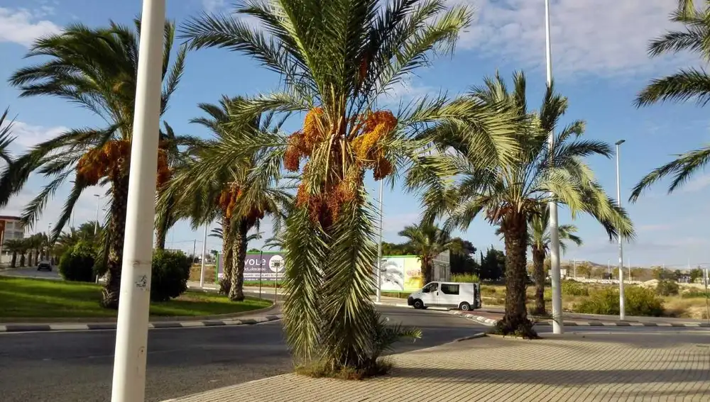 Palmera cuyas palmas están dobladas por el peso de los dátiles que tiene Palmera cuyas palmas están dobladas por el peso de los dátiles que tiene