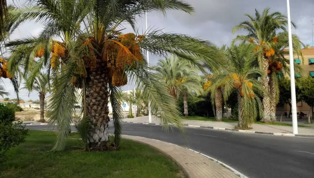 Palmera cargada de dátiles en una rotonda de Elche Palmera cargada de dátiles en una rotonda de Elche