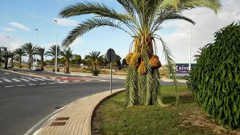 Palmeras con gran cantidad de dátiles y sus palmas dobladas en una rotonda de Elche Palmeras con gran cantidad de dátiles y sus palmas dobladas en una rotonda de Elche