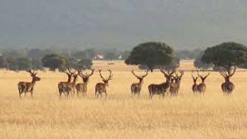 Parque Nacional de Caba&ntilde;eros