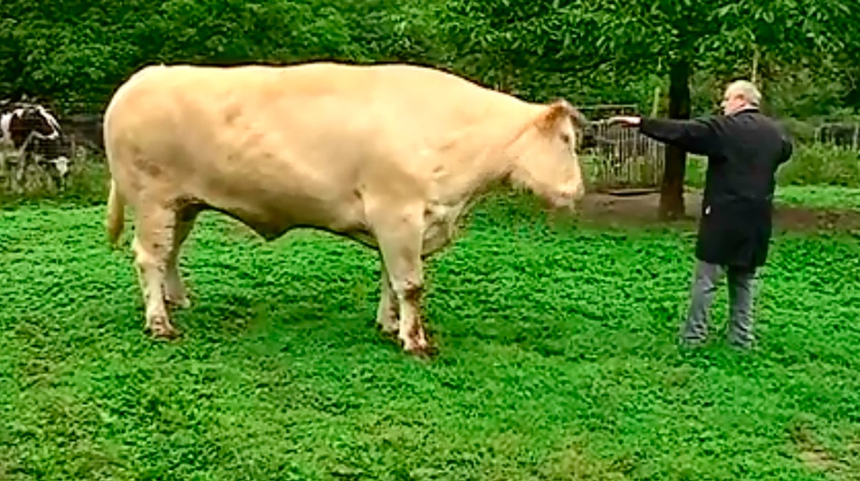 A la venta el buey más caro del mundo por 40.000 euros A la venta el buey más caro del mundo por 40.000 euros