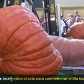 Una calabaza de mil kilos gana un popular concurso en California Una calabaza de mil kilos gana un popular concurso en California
