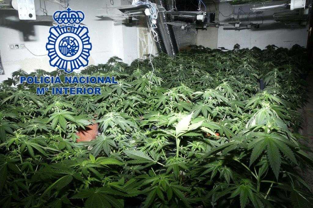 La Policía Nacional desmantela en Elda un cultivo con 276 plantas de marihuana La Policía Nacional desmantela en Elda un cultivo con 276 plantas de marihuana