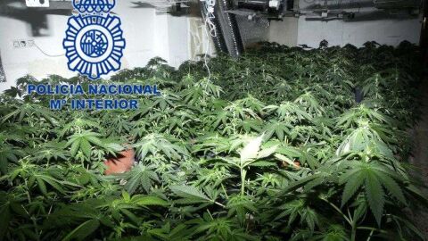 Plantaci&oacute;n de marihuana desmantelada 