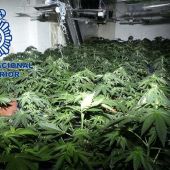 Plantación de marihuana desmantelada en Elda