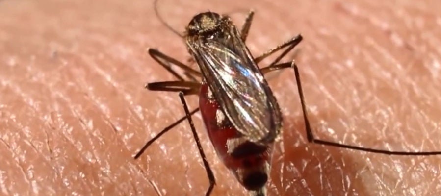 Imagen de un mosquito 'Aedes aegypti' Imagen de un mosquito 'Aedes aegypti'