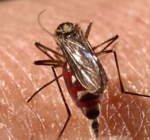 Imagen de un mosquito 'Aedes aegypti' Imagen de un mosquito 'Aedes aegypti'