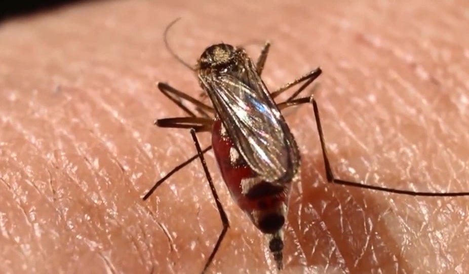 Una empresa catalana crea un sensor que identifica mosquitos transmisores de enfermedades Una empresa catalana crea un sensor que identifica mosquitos transmisores de enfermedades