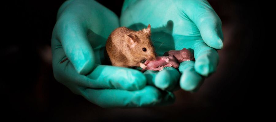 Un laboratorio chino logra que nazcan crias de raton sanas de dos madres Un laboratorio chino logra que nazcan crias de raton sanas de dos madres