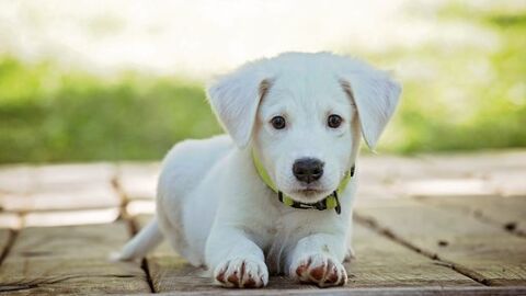 Imagen de archivo de un perro