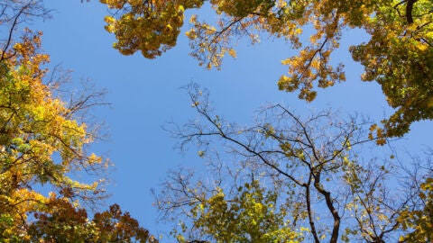 Imagen de un árbol en otoño (Archivo)