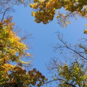 Imagen de un árbol en otoño (Archivo)
