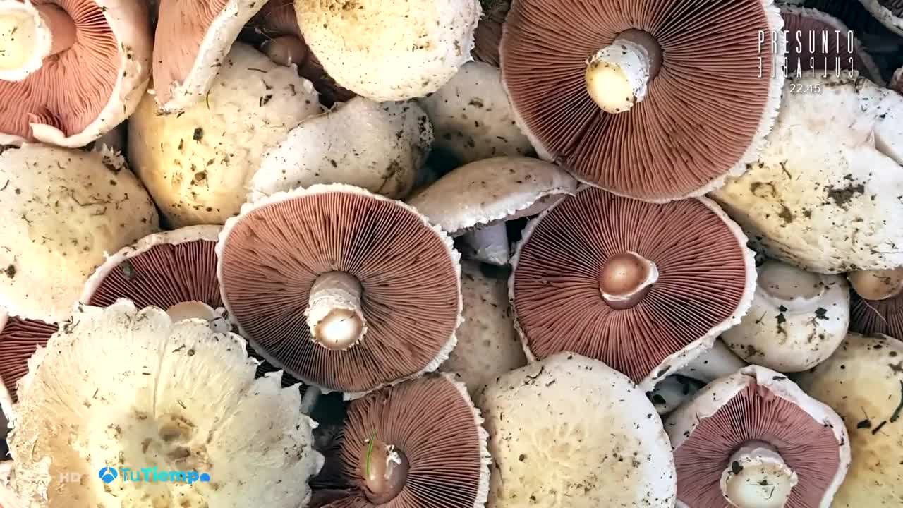 Qué sabemos de... las setas Qué sabemos de... las setas