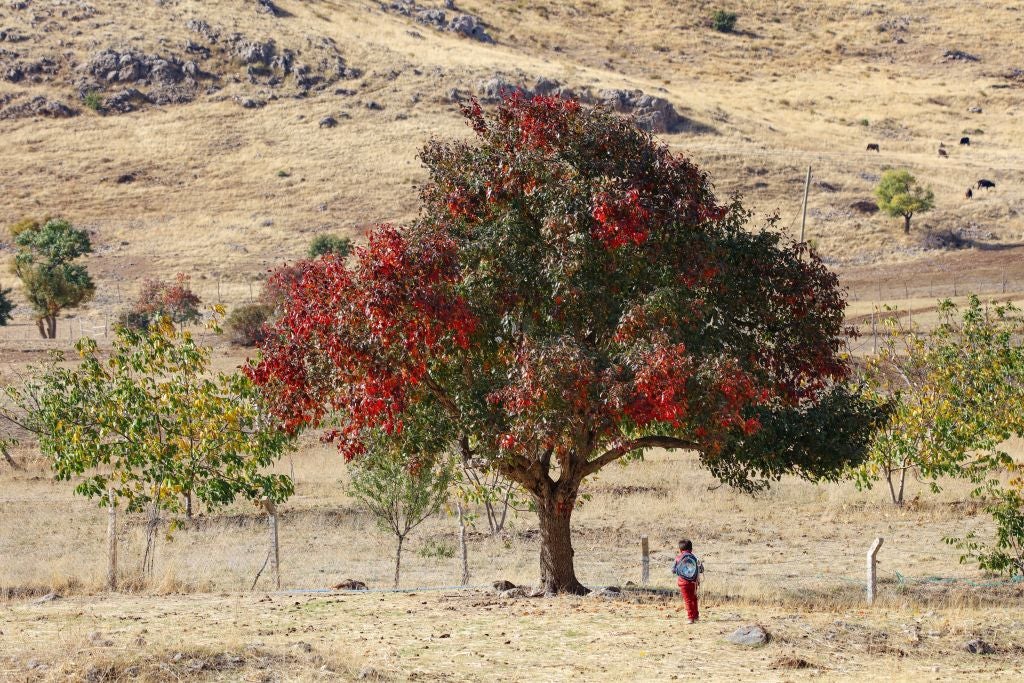 A partir de las 20,19h de este lunes 22 de septiembre arrancará el Otoño astronómico A partir de las 20,19h de este lunes 22 de septiembre arrancará el Otoño astronómico