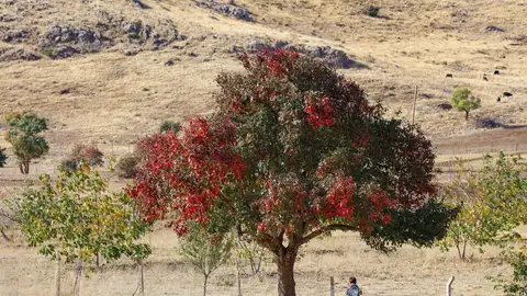 Un día de otoño (24-10-2018) El otoño llega a Van, Turquía