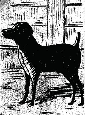 La historia de Paco, el perro más famoso de Madrid La historia de Paco, el perro más famoso de Madrid