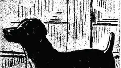 El perro Paco El perro Paco