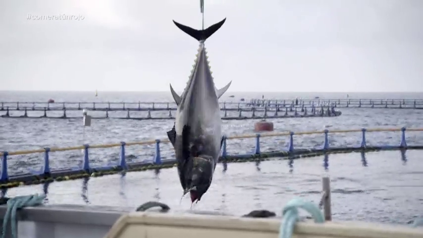 Las cofradías de pescadores de Baleares piden doblar el cupo de pesca de atún rojo permitido Las cofradías de pescadores de Baleares piden doblar el cupo de pesca de atún rojo permitido