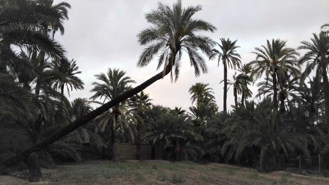 El sol se mantiene en Elche, Crevillent y Santa Pola a la espera de que el tiempo se complique el fin de semana El sol se mantiene en Elche, Crevillent y Santa Pola a la espera de que el tiempo se complique el fin de semana