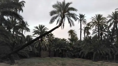 Palmera 'La Pipa de Sempere' en la Ruta del Palmeral de Elche Palmera 'La Pipa de Sempere' en la Ruta del Palmeral de Elche