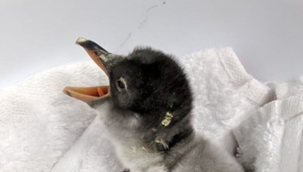 Imagen de la cría de pingüino de la pareja