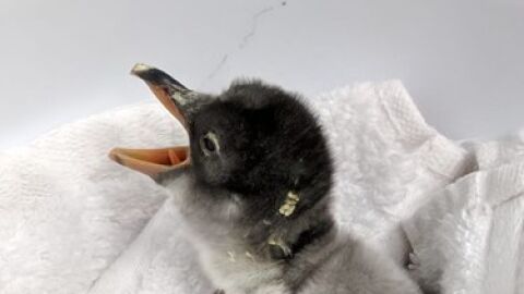 Imagen de la cr&iacute;a de ping&uuml;ino de la pareja