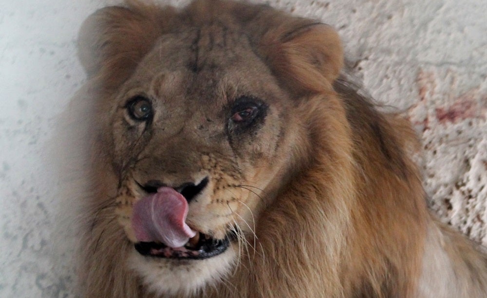 Un zoológico de Dinamarca defiende el uso de mascotas sacrificadas para alimentar a sus animales salvajes Un zoológico de Dinamarca defiende el uso de mascotas sacrificadas para alimentar a sus animales salvajes