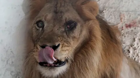 Imagen de un león rescatado Imagen del león rescatado del zoo