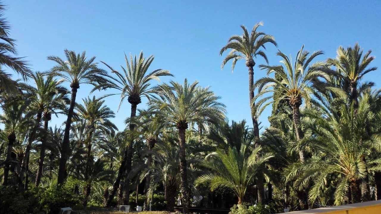 El termómetro se mantiene por encima de los 30 grados en Elche y Crevillent; en Santa Pola continúa por debajo El termómetro se mantiene por encima de los 30 grados en Elche y Crevillent; en Santa Pola continúa por debajo