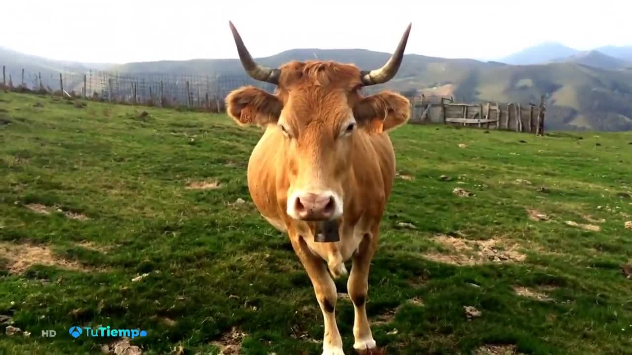 Los ciudadanos de Suiza votan en un referéndum si deben dejar los cuernos de las vacas o cortárselos Los ciudadanos de Suiza votan en un referéndum si deben dejar los cuernos de las vacas o cortárselos
