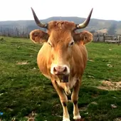Las vacas autóctonas están en peligro de extinción por su bajo consumo Las vacas autóctonas están en peligro de extinción por su bajo consumo