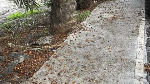 D&aacute;tiles en una acera del barrio Puertas Coloradas de Elche