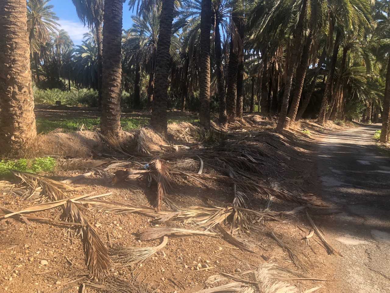 Cs Elche lamenta la falta de mantenimiento en la Ruta del Palmeral Cs Elche lamenta la falta de mantenimiento en la Ruta del Palmeral