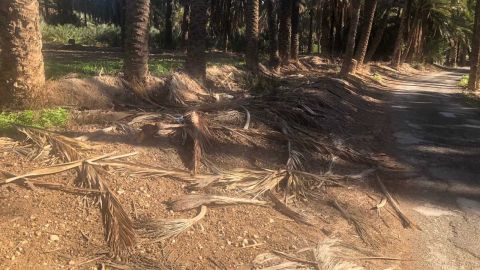 Palmas secas en la Ruta del Palmeral de Elche