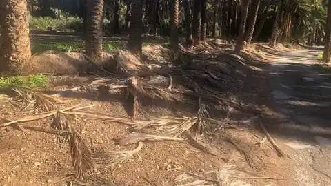 Palmas secas en la Ruta del Palmeral de Elche Palmas secas en la Ruta del Palmeral de Elche