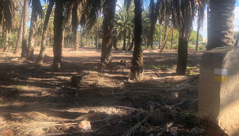 Palmas secas en la Ruta del Palmeral de Elche