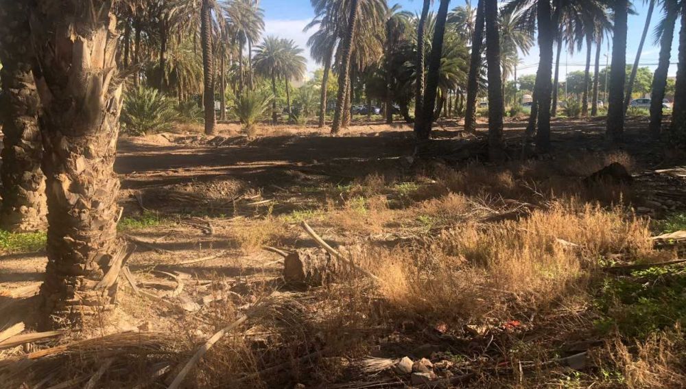 Palmas secas en la Ruta del Palmeral de Elche