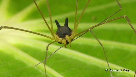 Un cient&iacute;fico halla una 'ara&ntilde;a' con cabeza de perro en la selva tropical de Ecuador