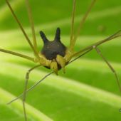 Un científico halla una 'araña' con cabeza de perro en la selva tropical de Ecuador