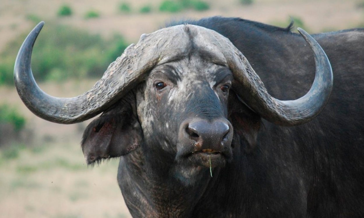 Unos 400 búfalos aparecen misteriosamente ahogados entre Namibia y Botsuana Unos 400 búfalos aparecen misteriosamente ahogados entre Namibia y Botsuana