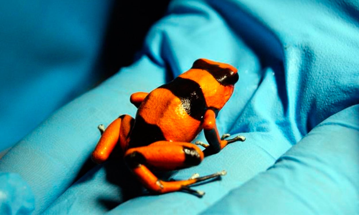 ¿Se puede tener una rana como mascota? ¿Se puede tener una rana como mascota?